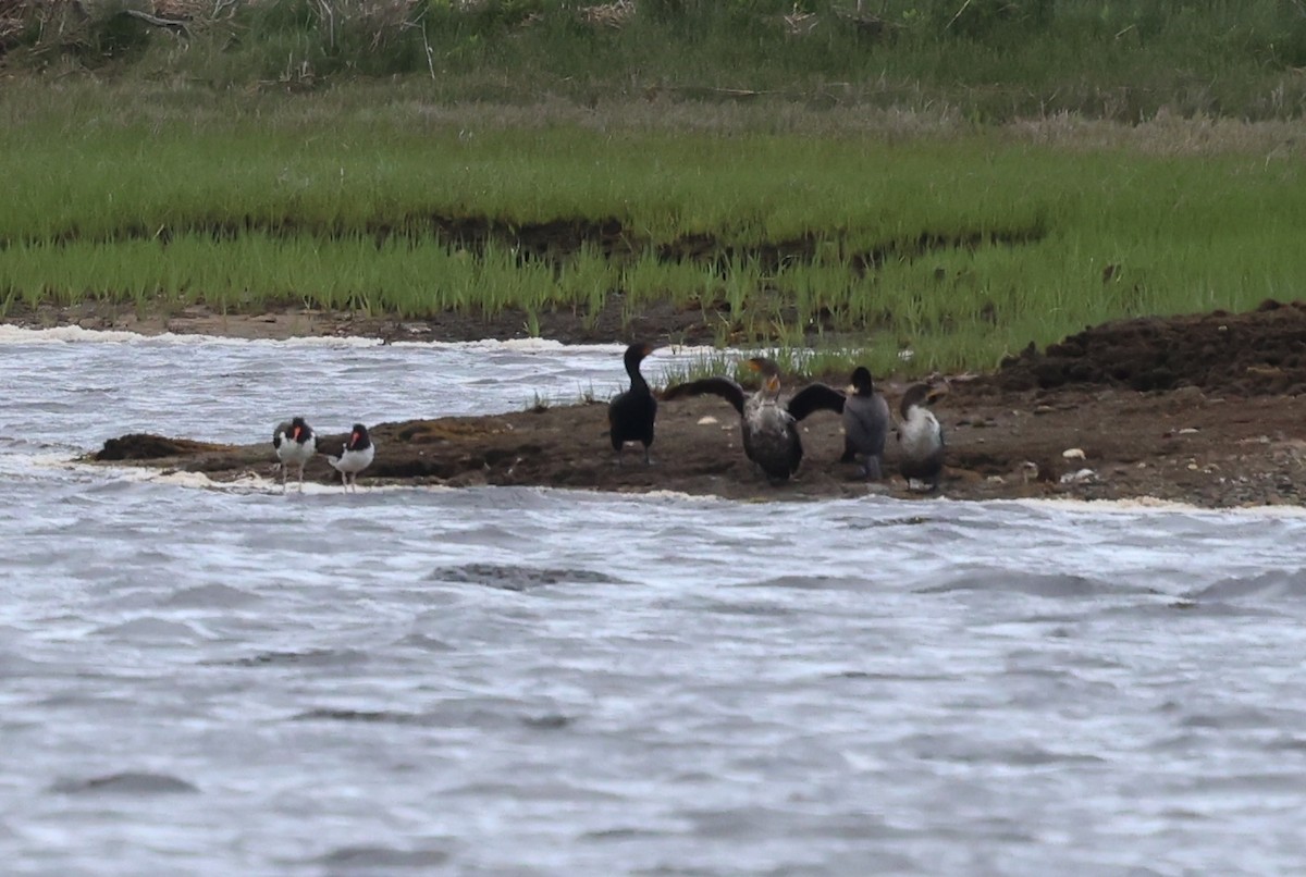 American Oystercatcher - ML636513996