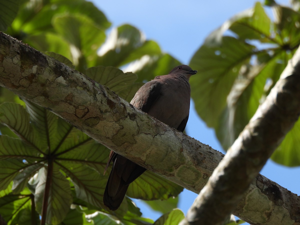 Short-billed Pigeon - ML636514043