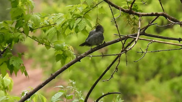 Gray Catbird - ML636514108