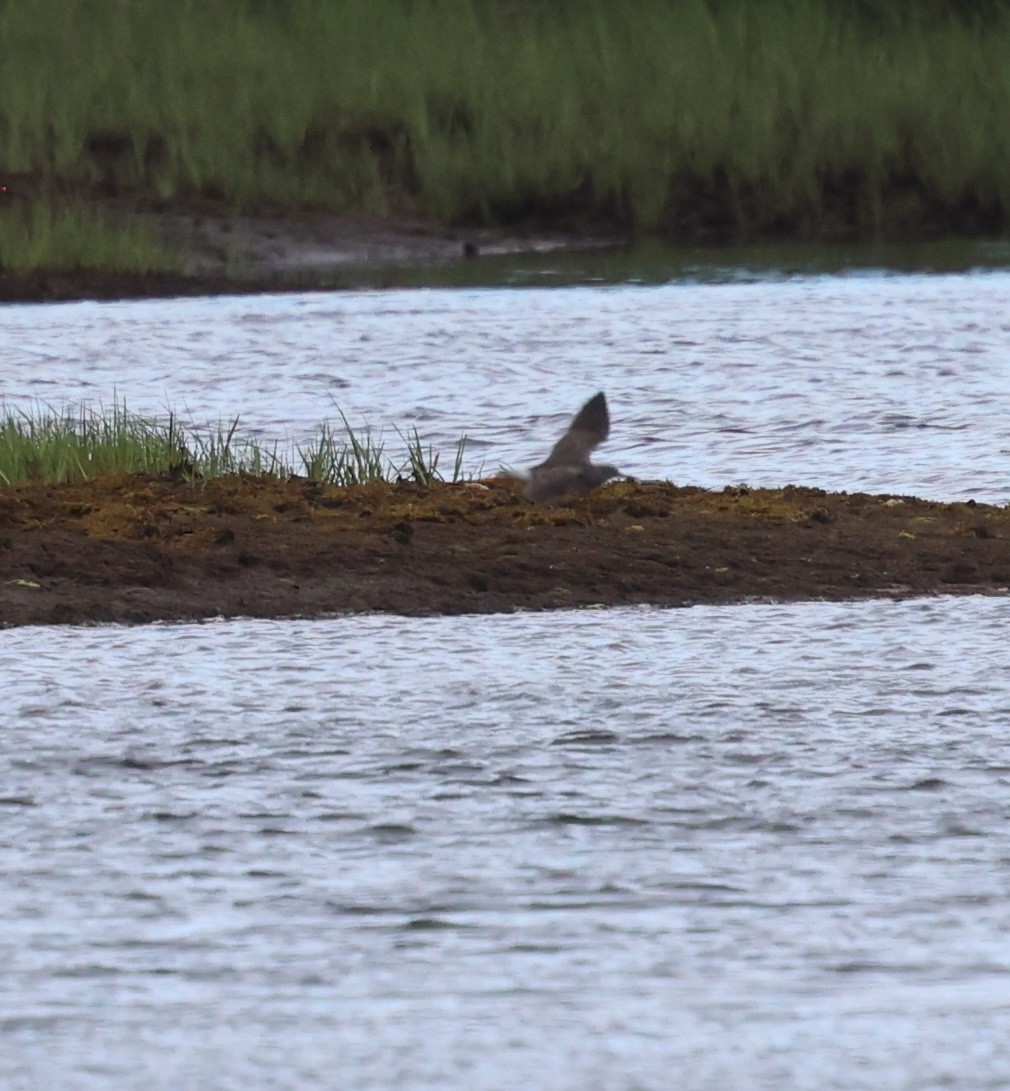 Greater Yellowlegs - ML636514125