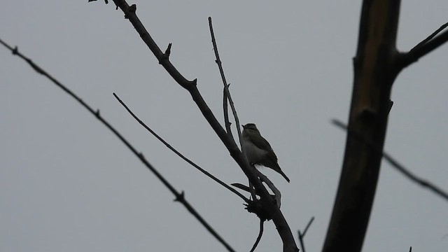 Vireo occhirossi - ML636514235