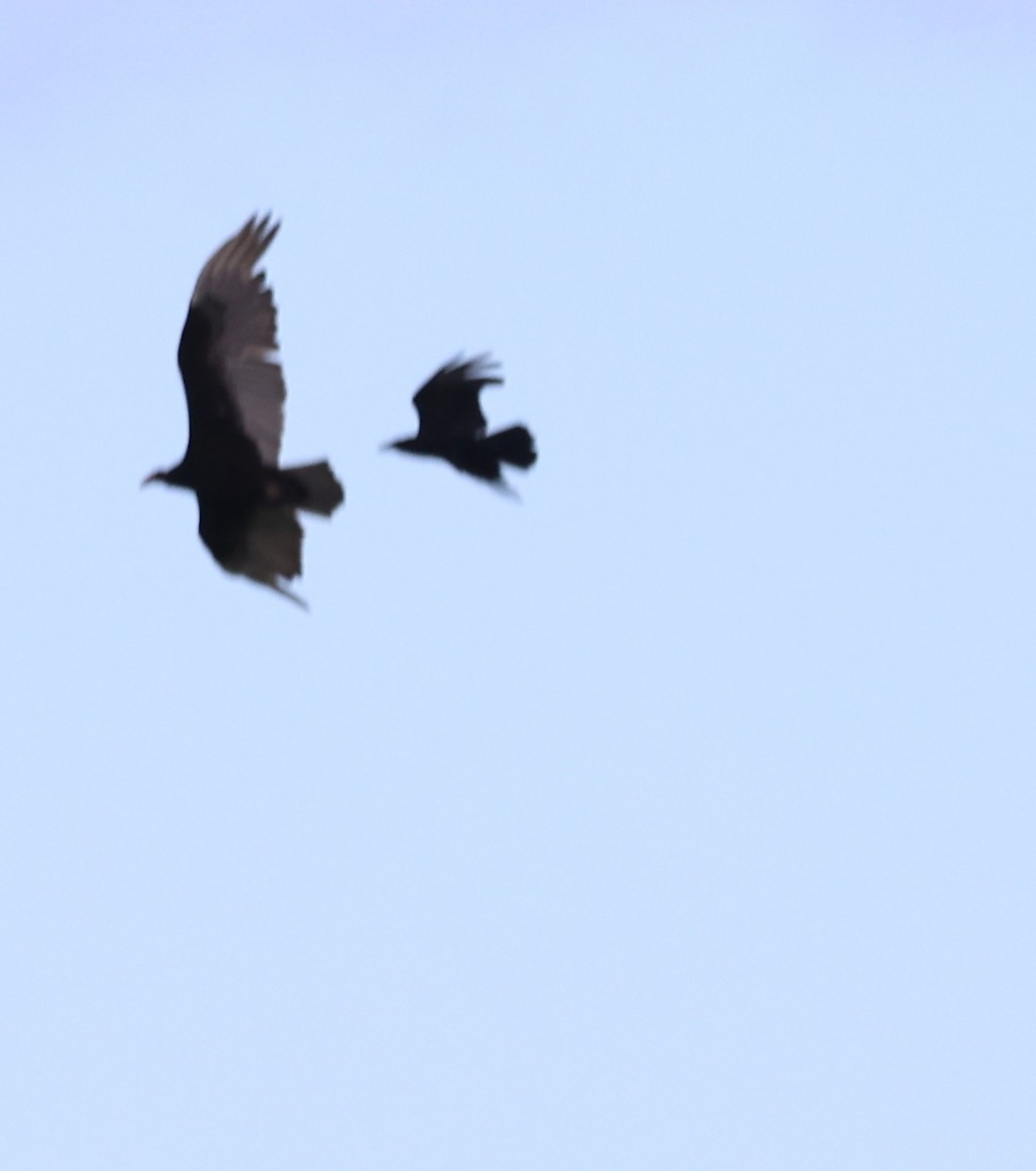 American Crow - ML636514258
