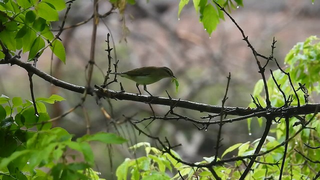 Vireo occhirossi - ML636514311