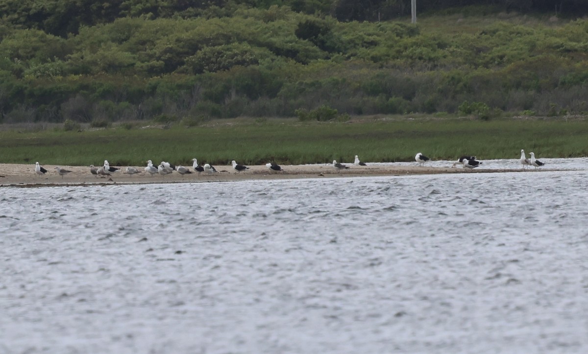 American Herring Gull - ML636514354