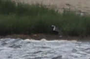 Black-bellied Plover - ML636514386