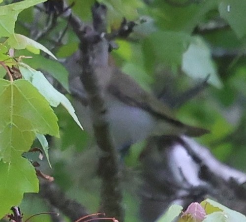 Red-eyed Vireo - ML636514431