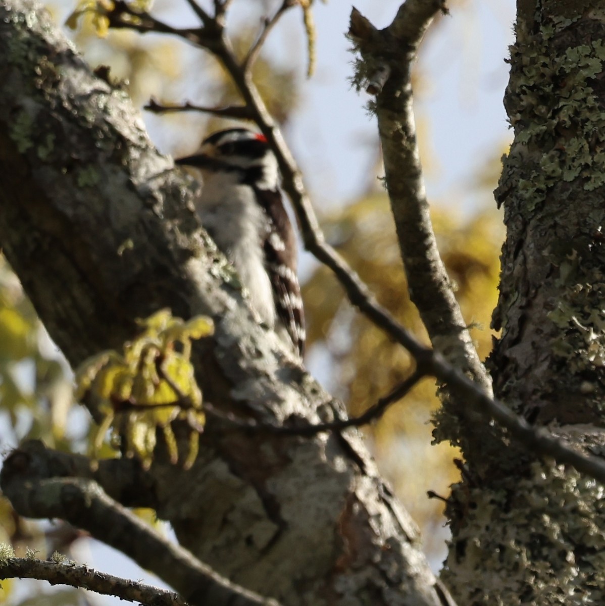 Downy Woodpecker - ML636514505