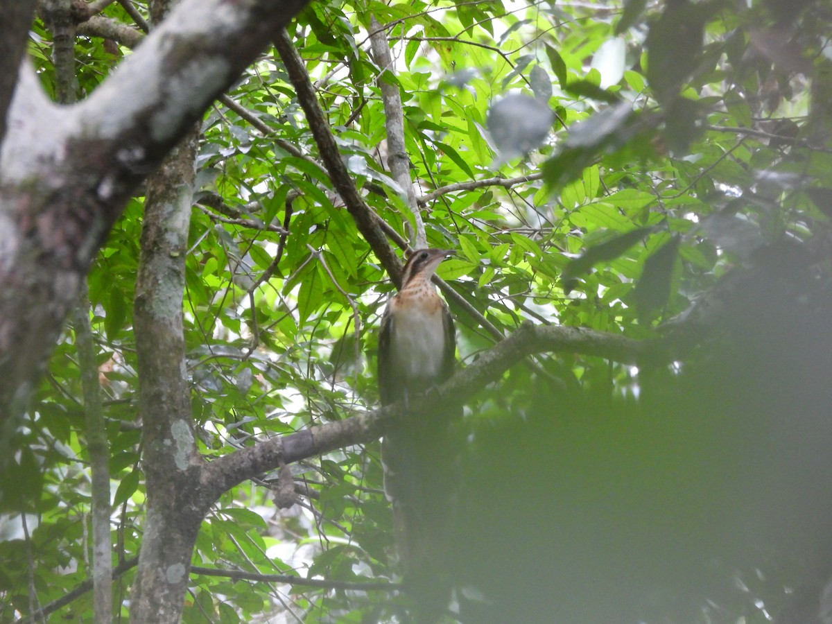 Pheasant Cuckoo - ML636514593
