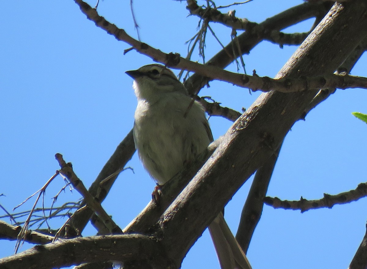 Chipping Sparrow - ML636514620