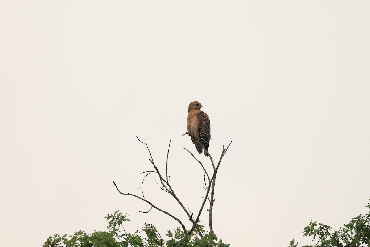 Red-shouldered Hawk - ML636514684
