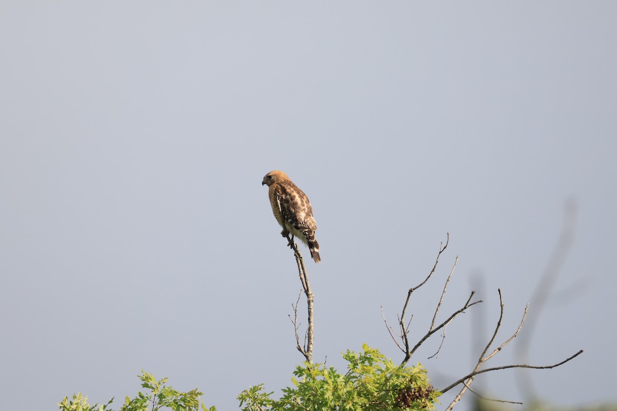 Red-shouldered Hawk - ML636514685