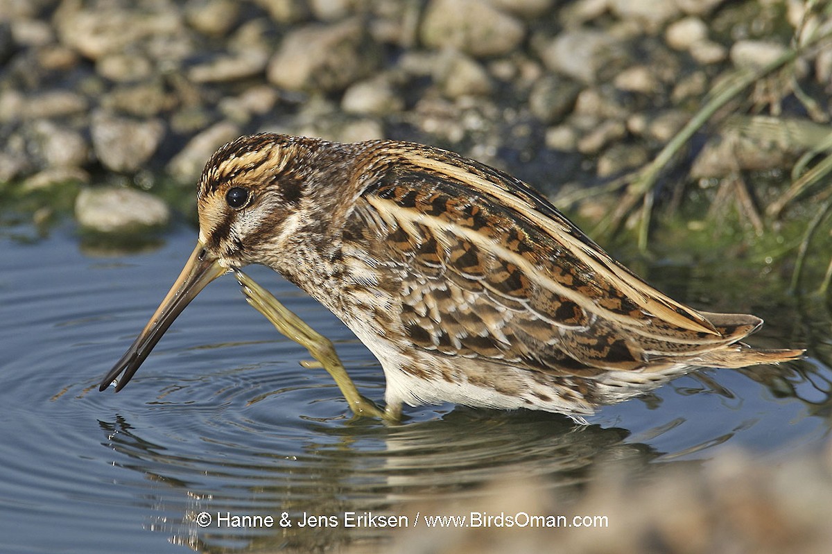 Jack Snipe - ML63651491