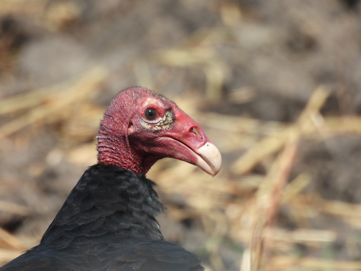 Turkey Vulture - ML636514912