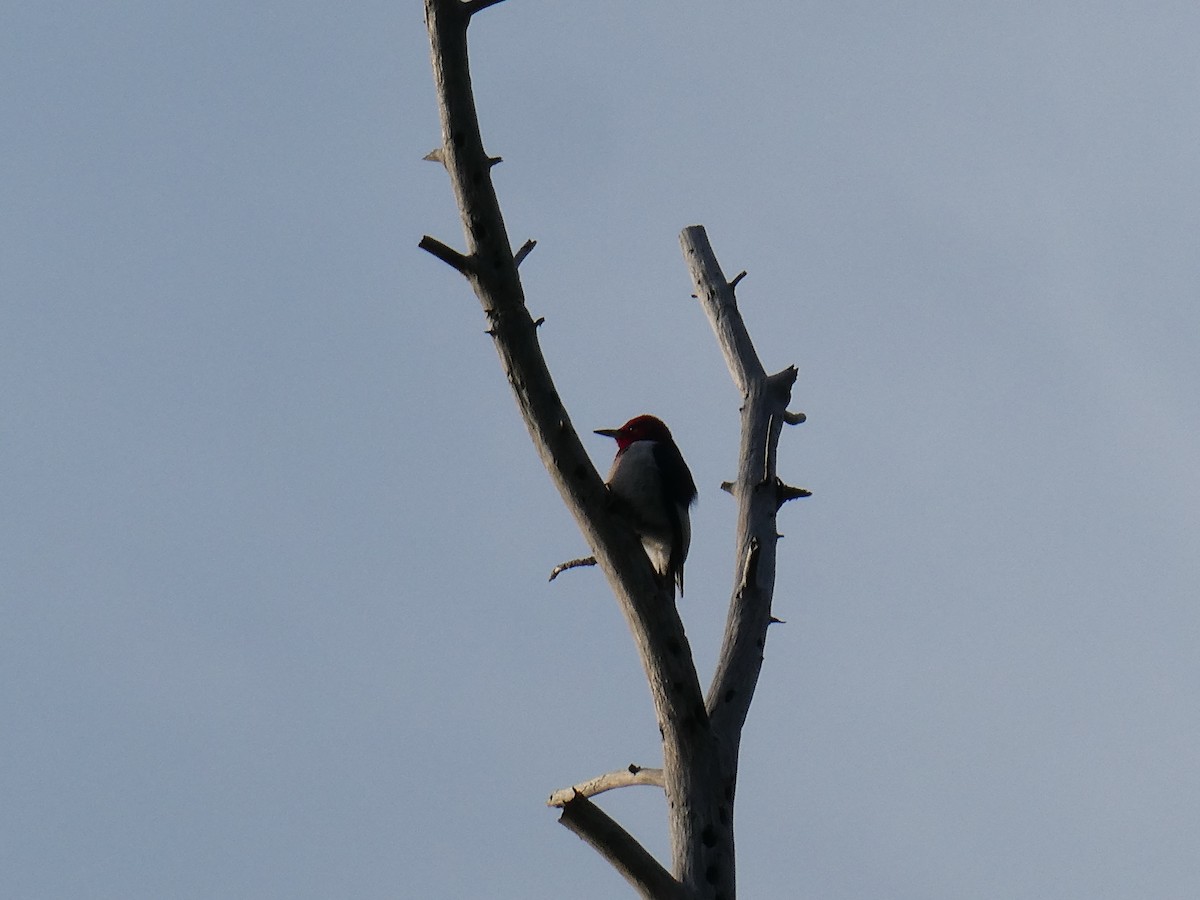Red-headed Woodpecker - ML636514934