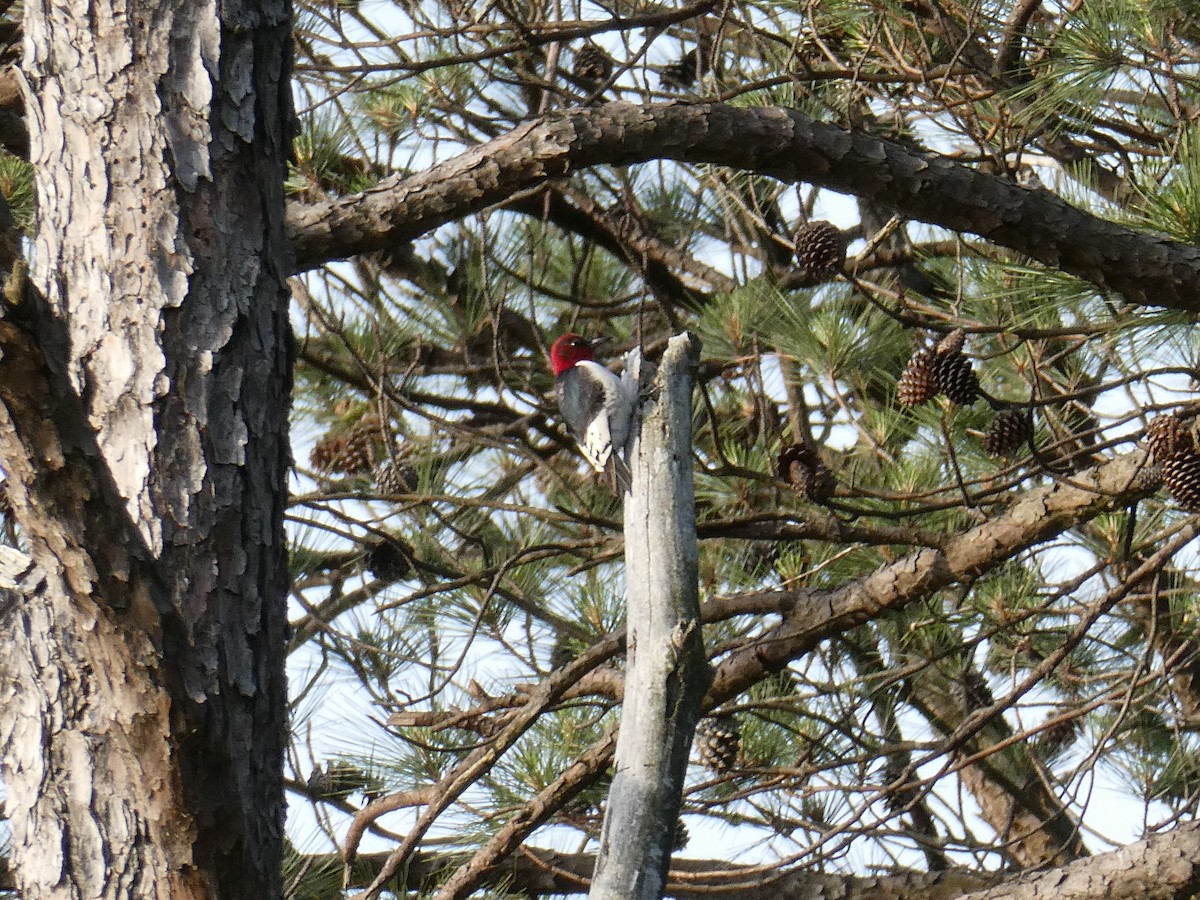Red-headed Woodpecker - ML636514935