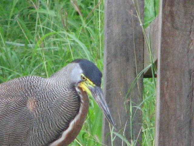 Bare-throated Tiger-Heron - ML636514953