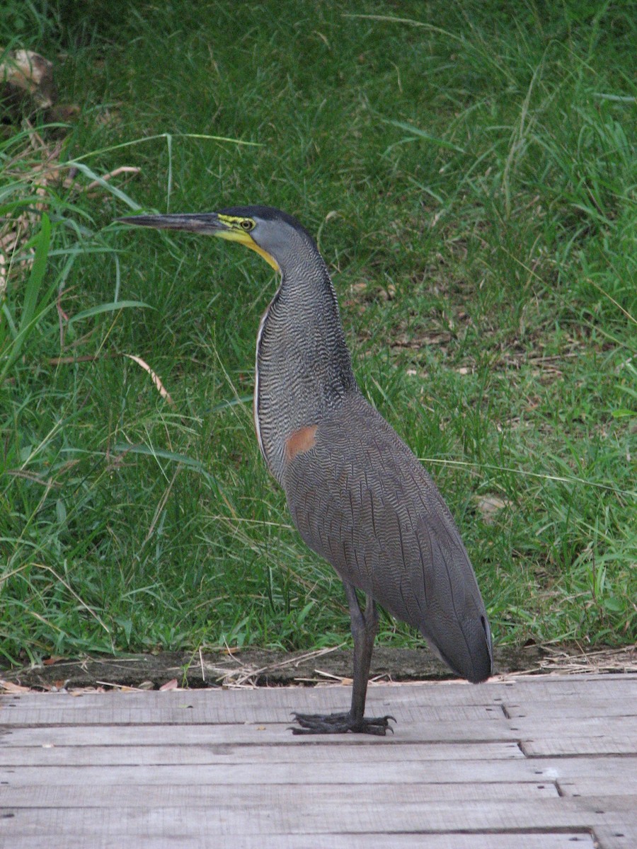 Bare-throated Tiger-Heron - ML636514956