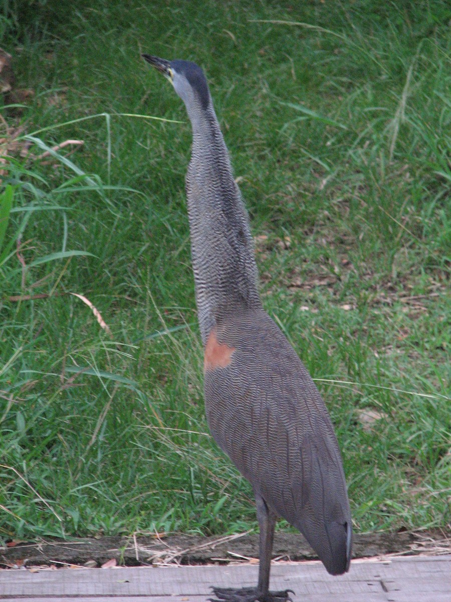 Bare-throated Tiger-Heron - ML636514961