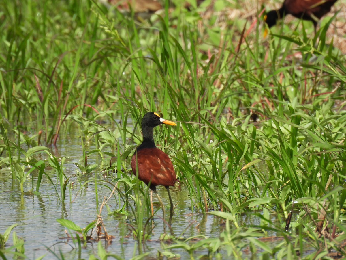 Northern Jacana - ML636514984