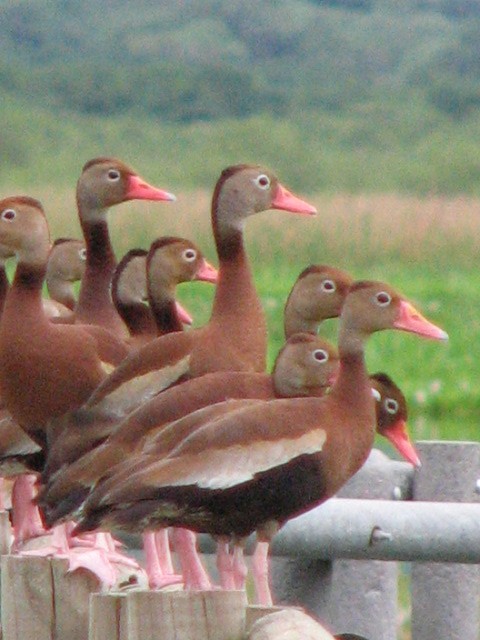 Black-bellied Whistling-Duck - ML636514989