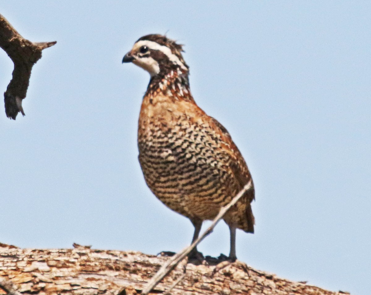 Northern Bobwhite - ML636515041