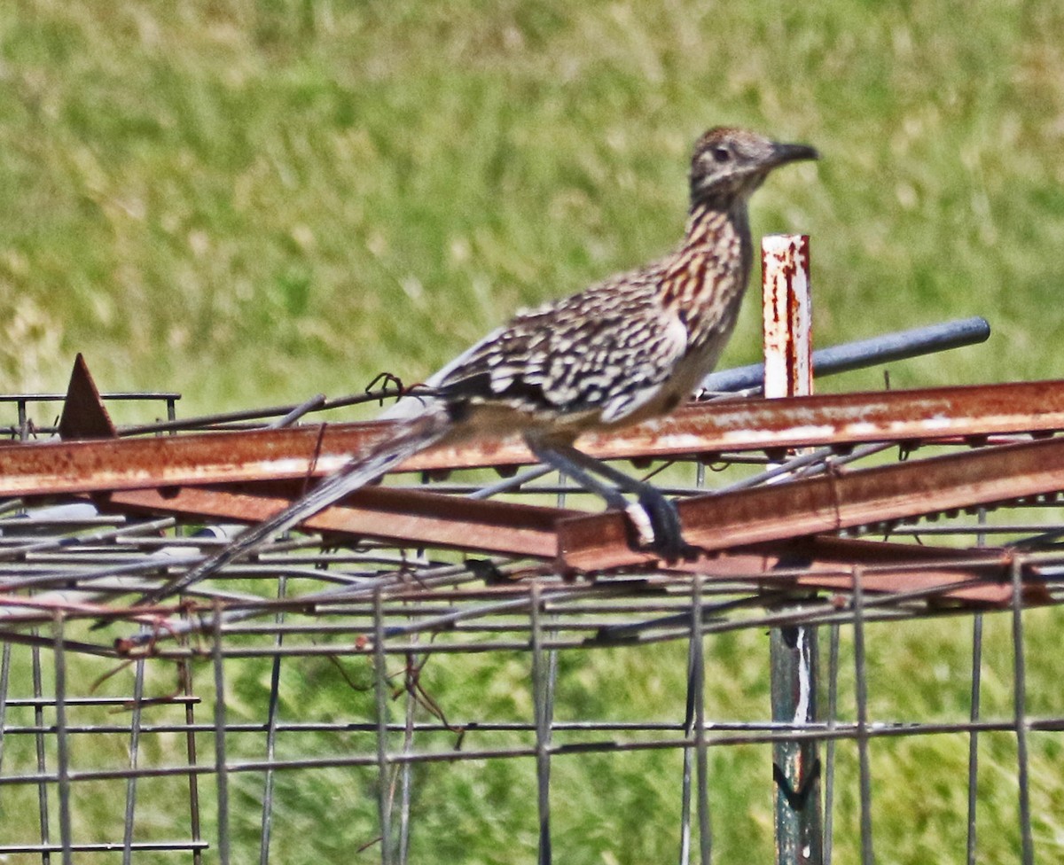 Greater Roadrunner - ML636515057