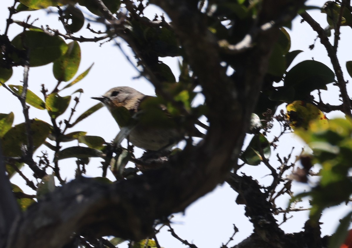 Japanese Bush Warbler - ML636515072