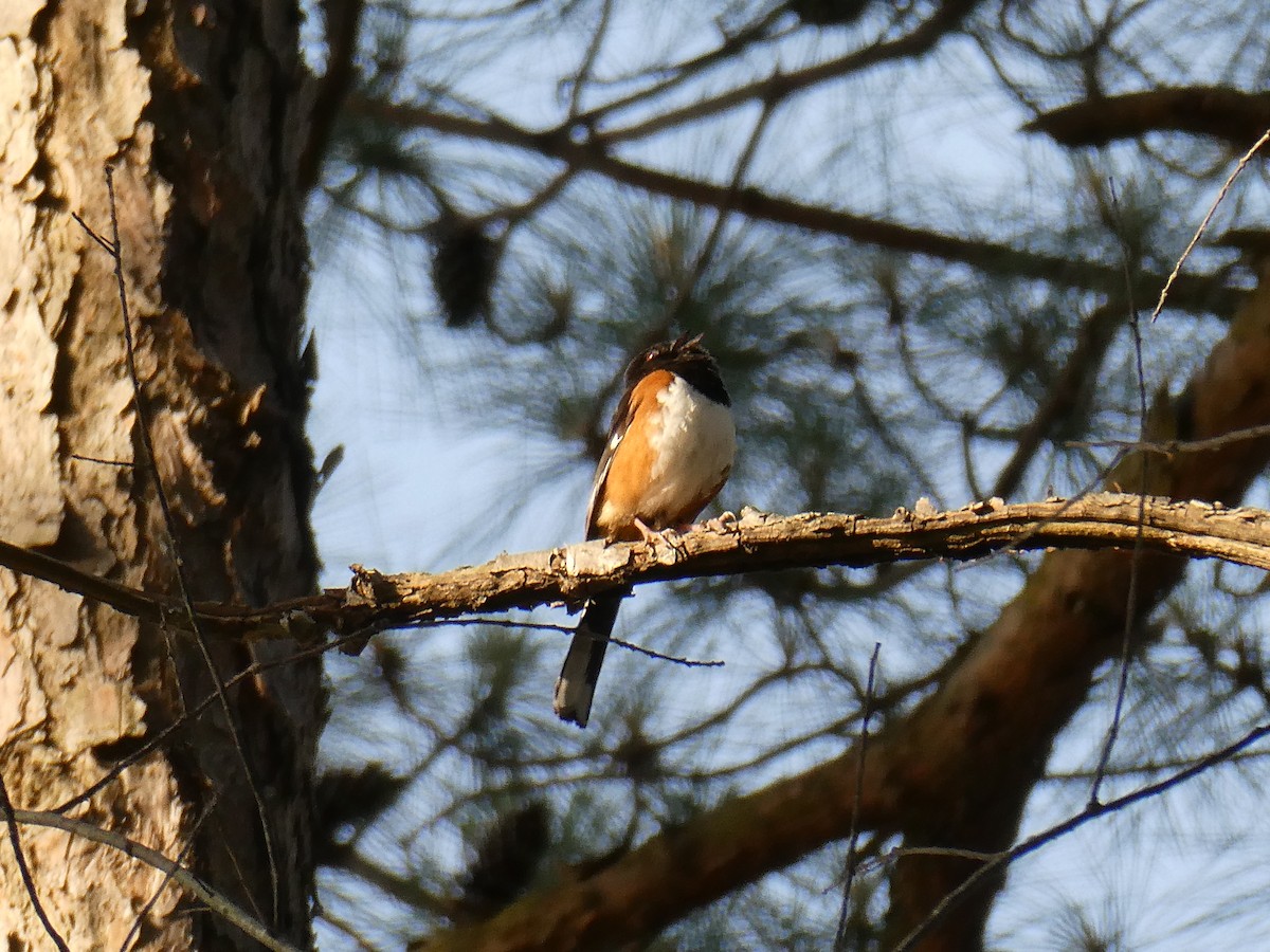 Eastern Towhee - ML636515087