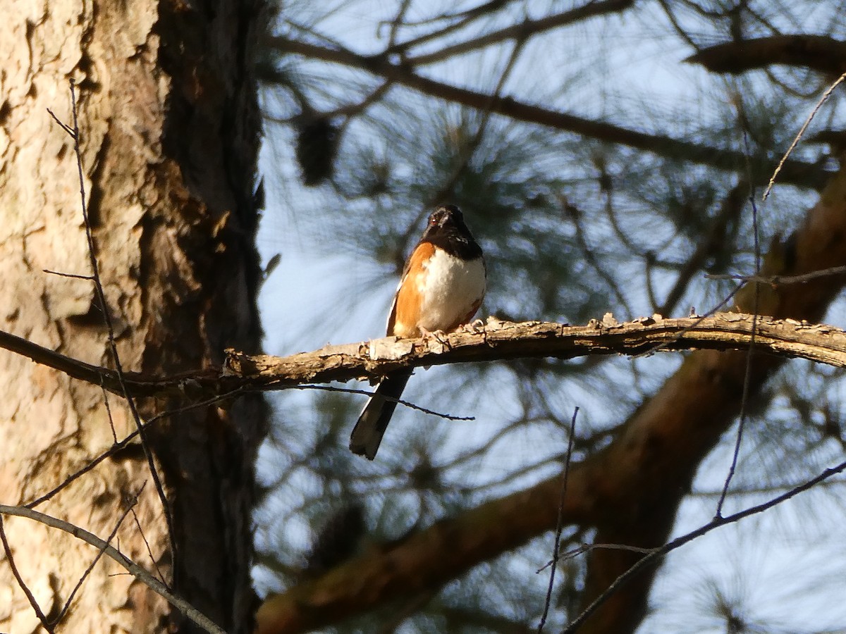 Eastern Towhee - ML636515088