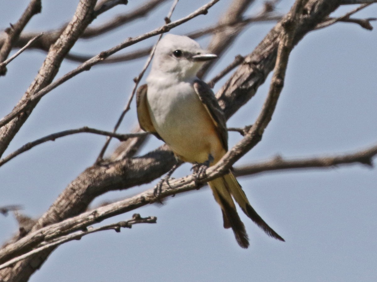 Scissor-tailed Flycatcher - ML636515111