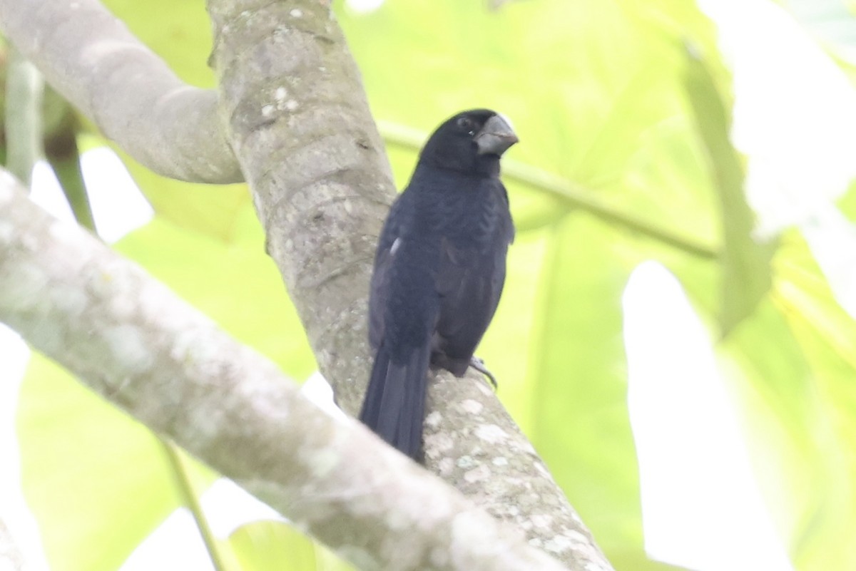 Black-billed Seed-Finch - ML636515178