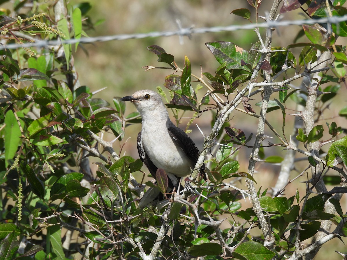 Tropical Mockingbird - ML636515182