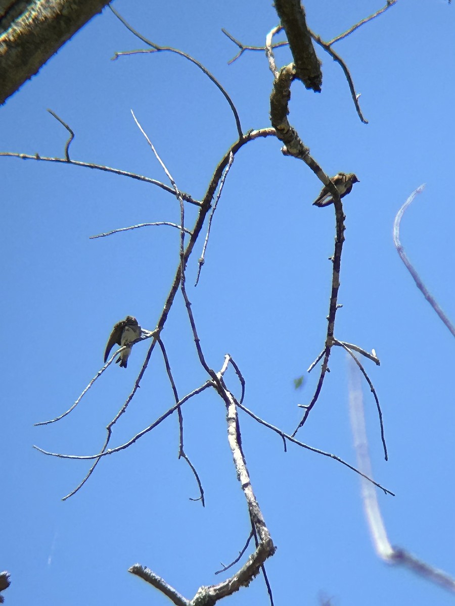 Northern Rough-winged Swallow - ML636515183