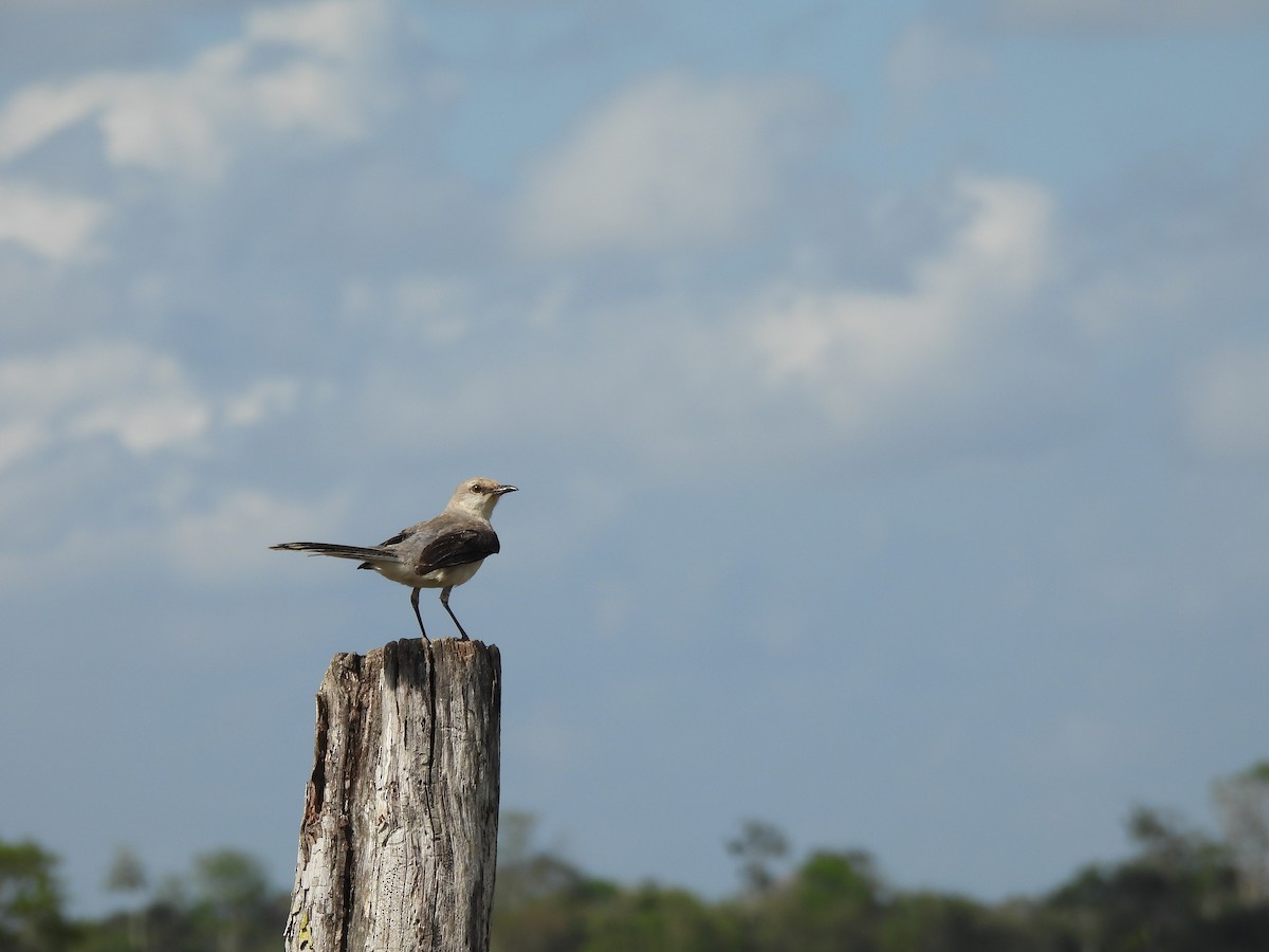 Tropical Mockingbird - ML636515186