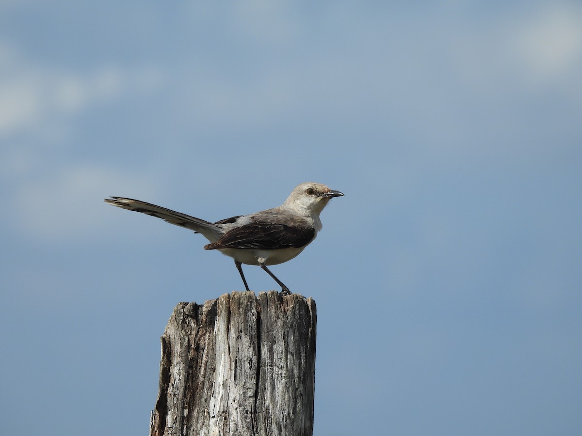 Tropical Mockingbird - ML636515190