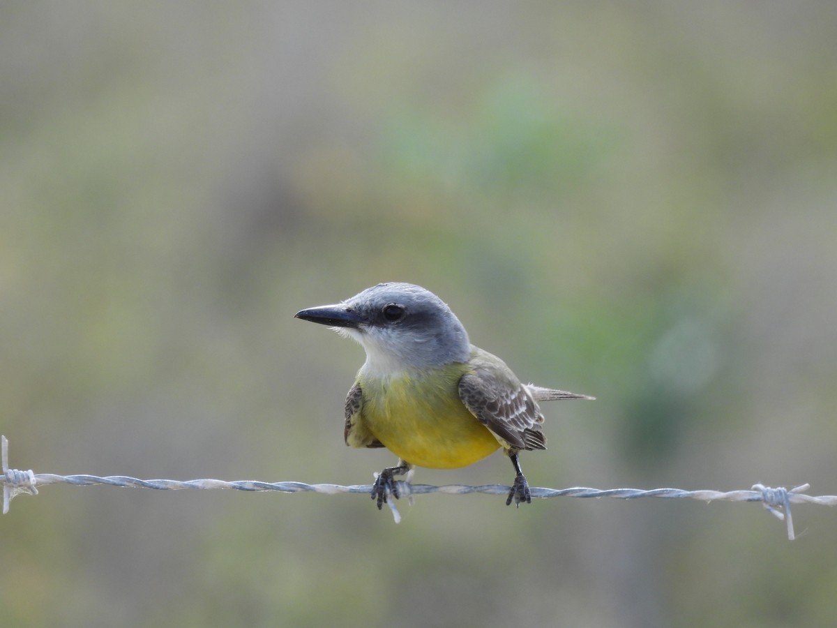 Tropical Kingbird - ML636515195