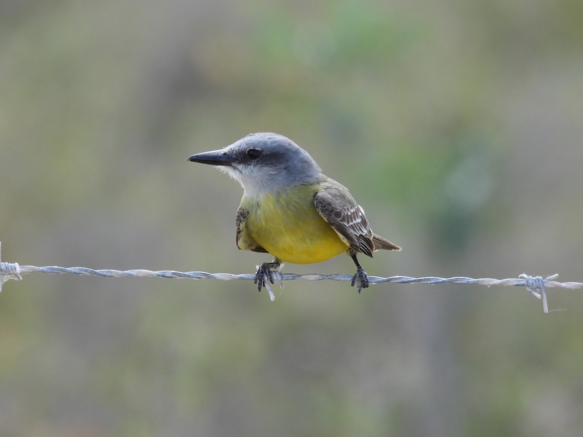 Tropical Kingbird - ML636515202