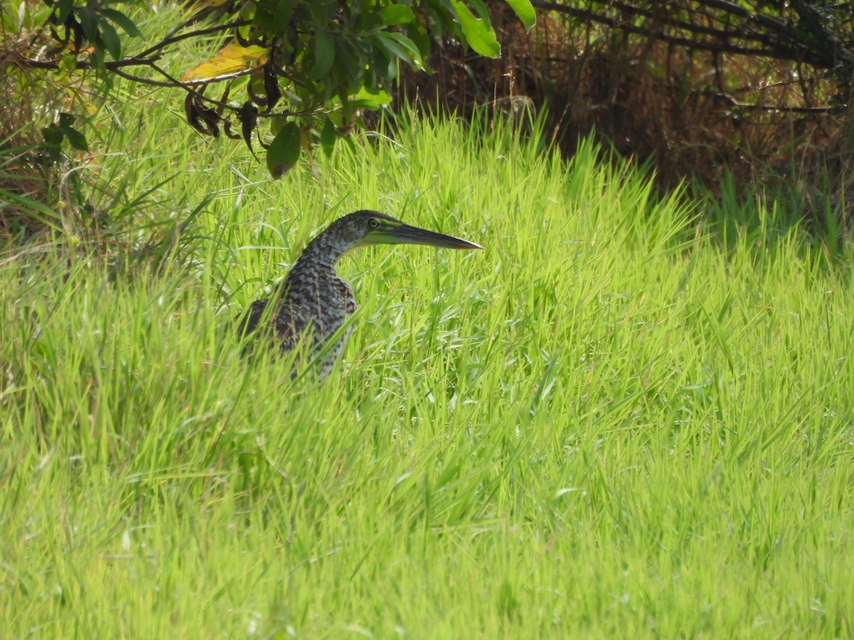 Bare-throated Tiger-Heron - ML636515212