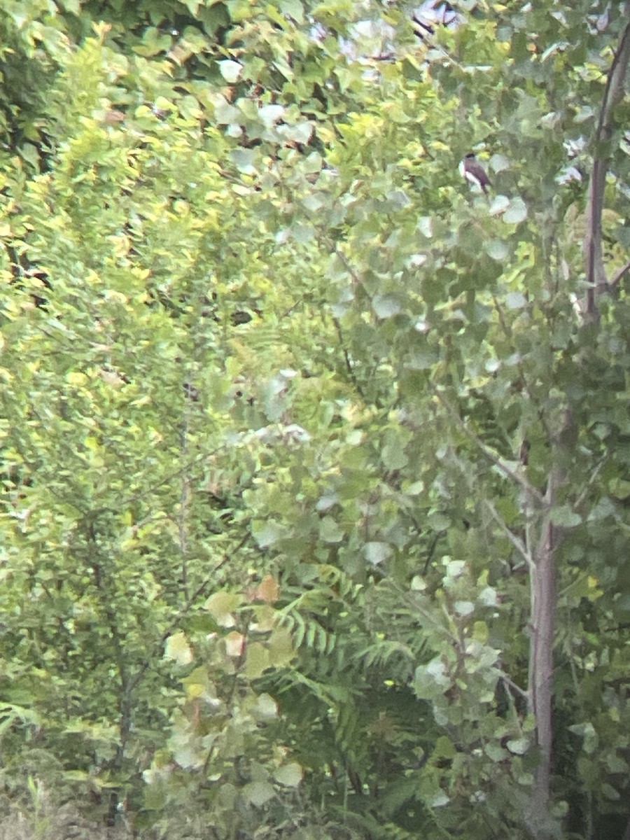 Fork-tailed Flycatcher (savana) - ML636515214