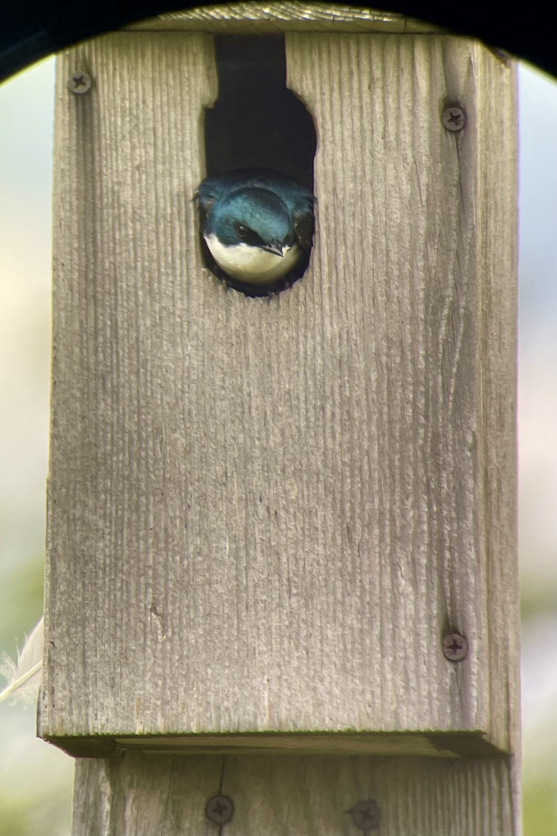 Tree Swallow - ML636515345