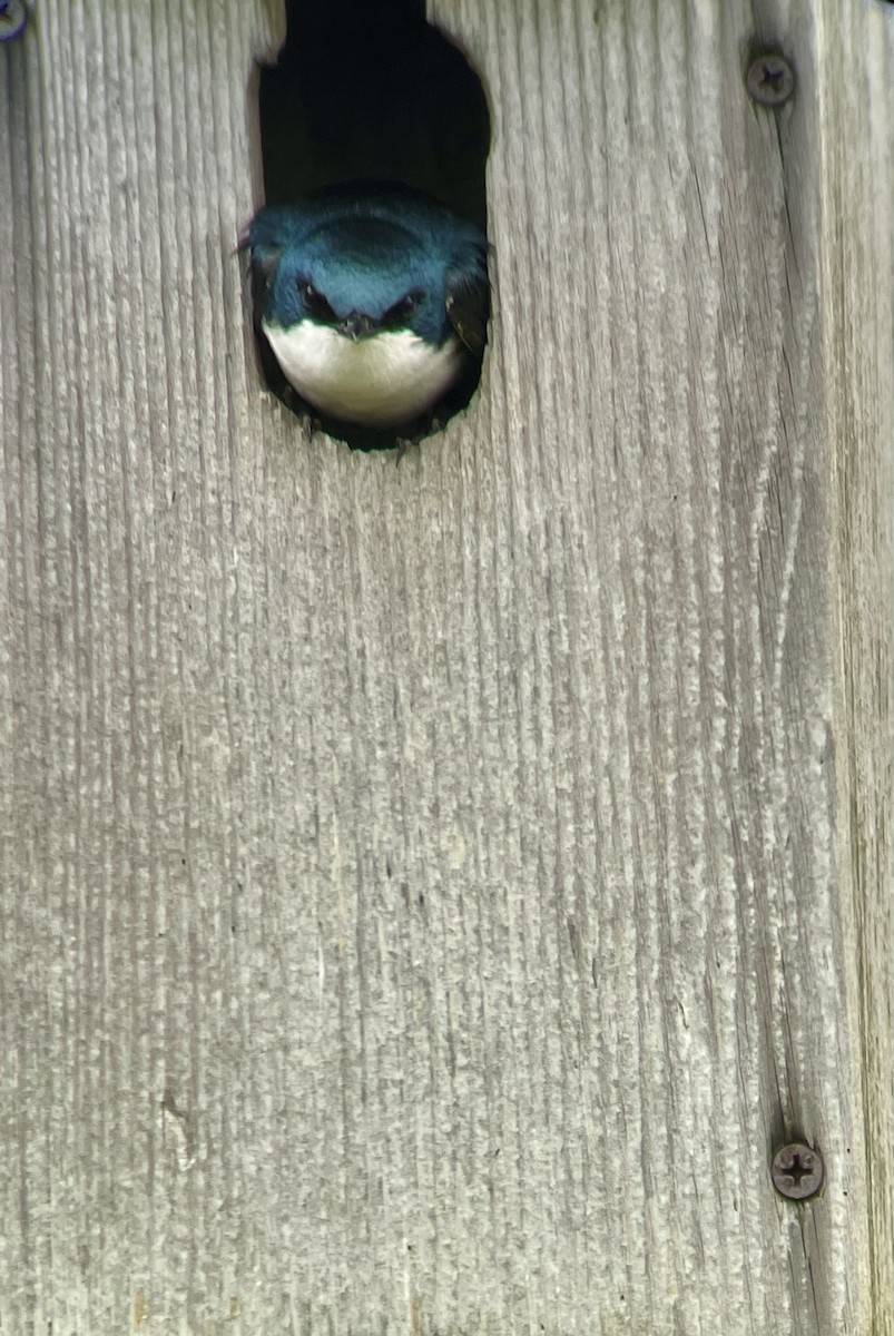 Tree Swallow - ML636515346