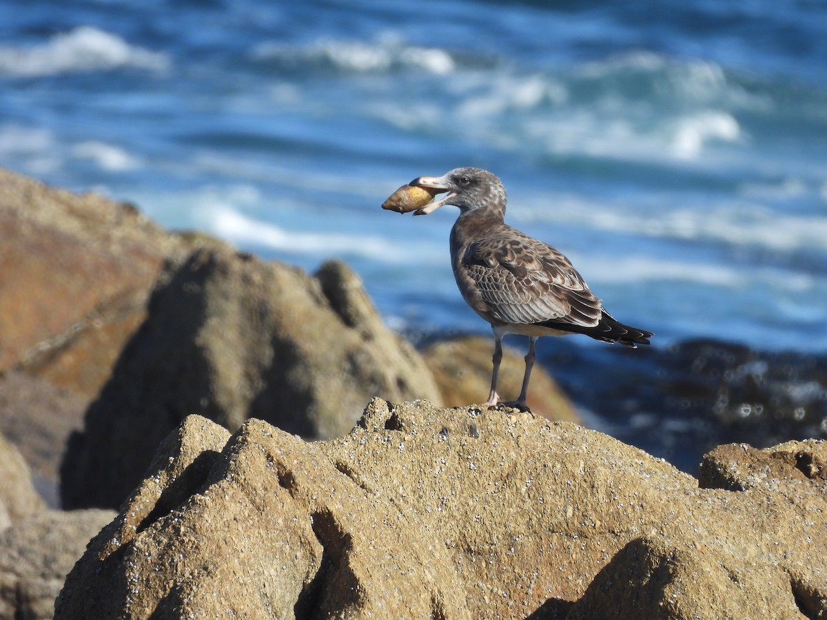 Pacific Gull - ML636515361