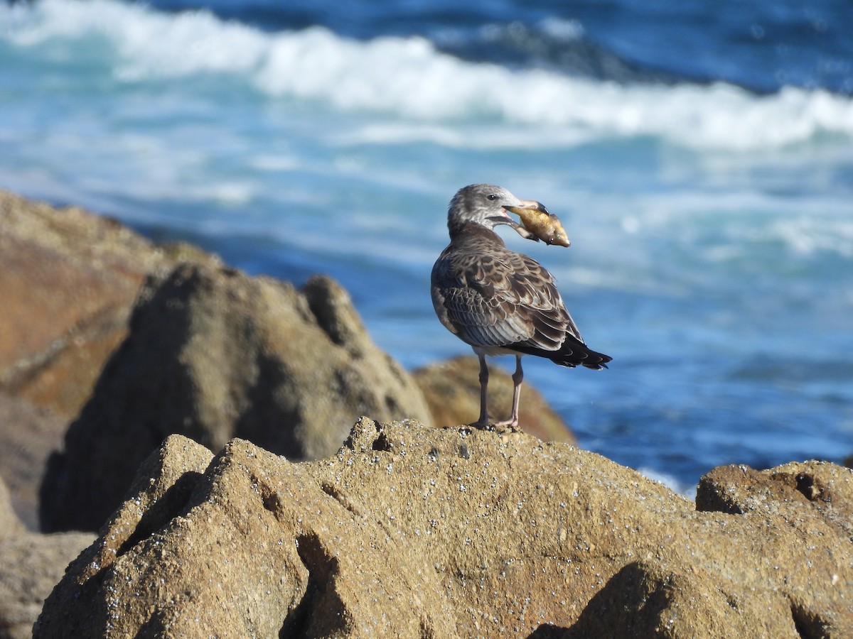 Pacific Gull - ML636515363