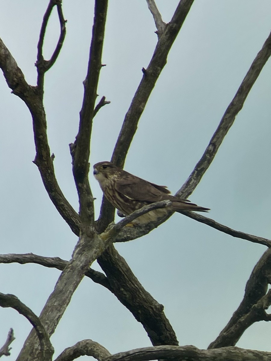 Merlin - ML636515374