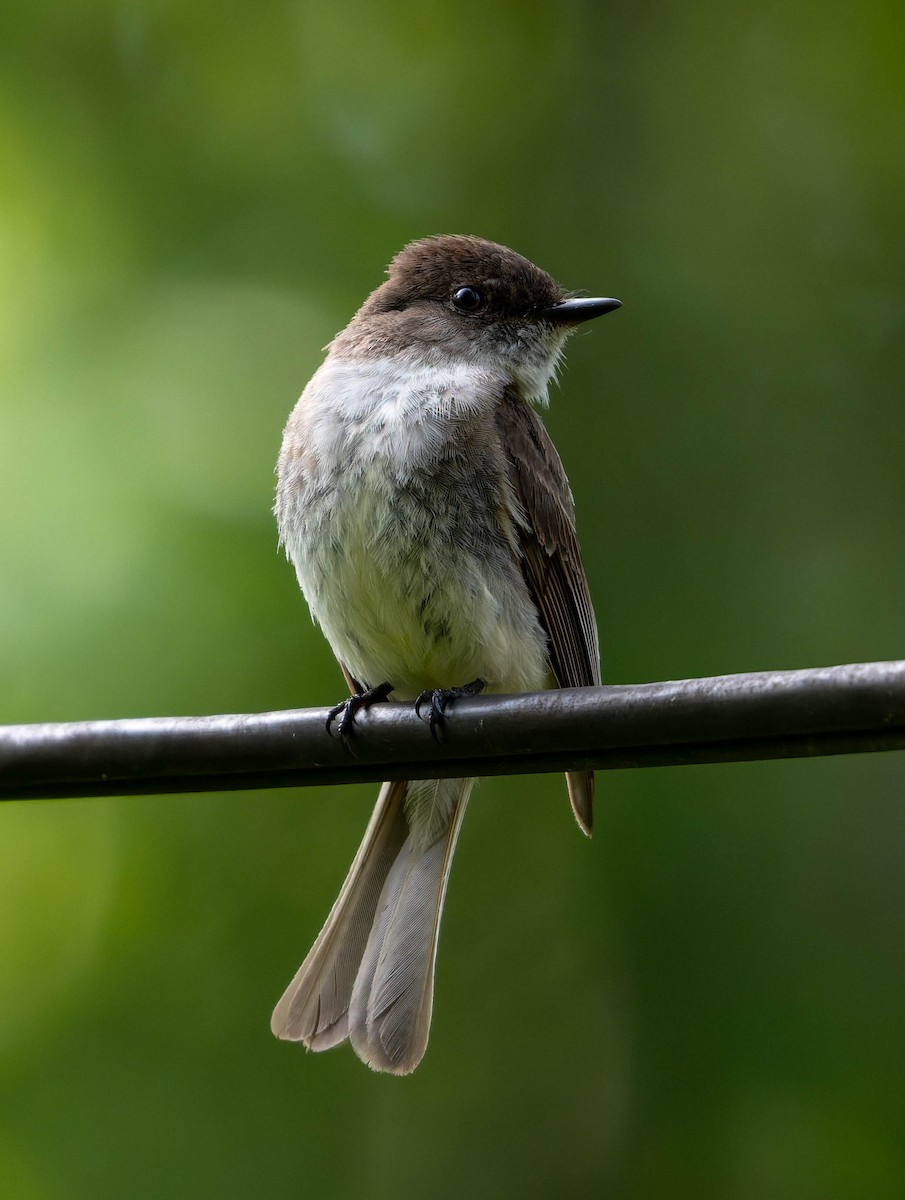 Eastern Phoebe - ML636515390