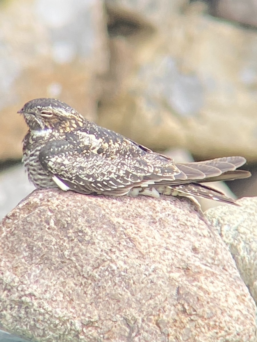 Common Nighthawk - ML636515395