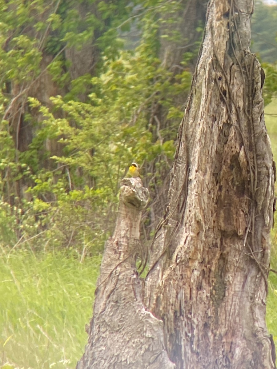 Common Yellowthroat - ML636515400