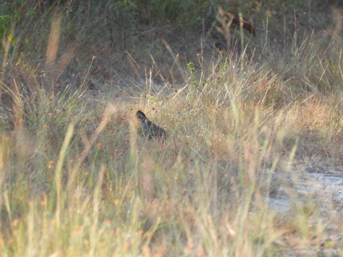 Black-throated Bobwhite - ML636515424