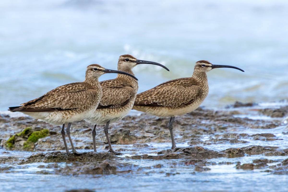 Hudsonian Whimbrel - Brad Reinhardt