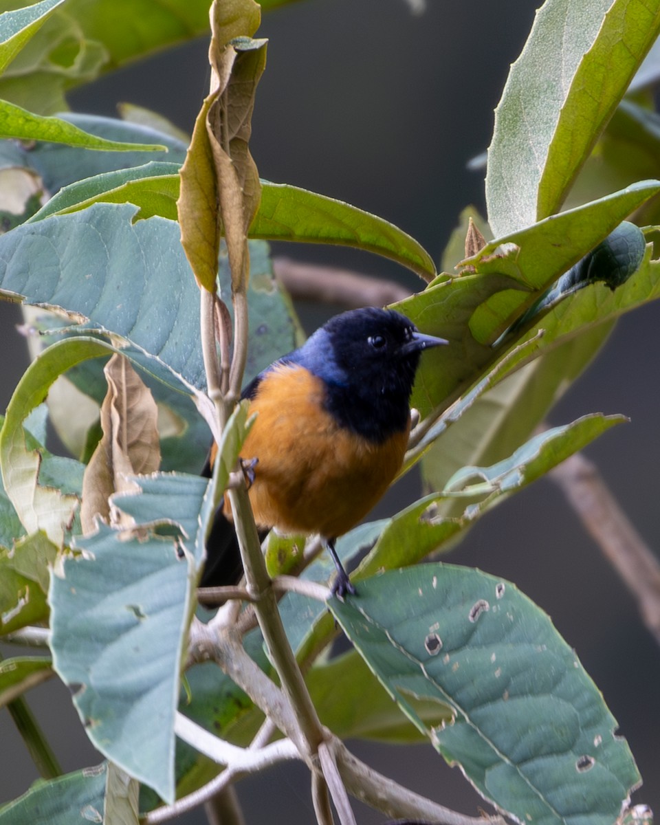 Blue-backed Conebill - ML636515665